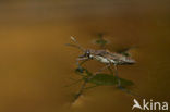 Schaatsenrijder (Gerris lacustris)