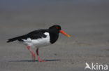 Scholekster (Haematopus ostralegus)