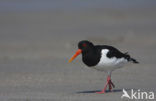 Scholekster (Haematopus ostralegus)