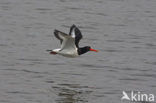 Scholekster (Haematopus ostralegus)