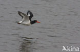 Scholekster (Haematopus ostralegus)