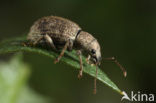 Sciaphilus asperatus