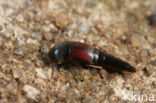 Sepedophilus marshami