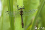 Smaragdlibel (Cordulia aenea)