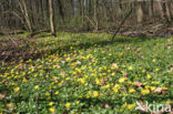 Speenkruid (Ranunculus ficaria)