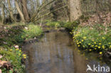 Speenkruid (Ranunculus ficaria)