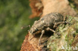 Strophosoma capitatum