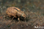 Strophosoma melanogrammum