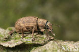 Strophosoma melanogrammum