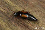 Tachinus subterraneus