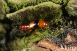 Tachyporus obtusus