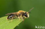 Valse rozenzandbij (Andrena helvola)