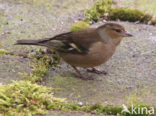 Vink (Fringilla coelebs)