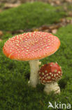 Vliegenzwam (Amanita muscaria)