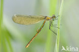 Weidebeekjuffer (Calopteryx splendens)