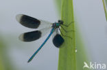 Weidebeekjuffer (Calopteryx splendens)