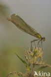 Weidebeekjuffer (Calopteryx splendens)