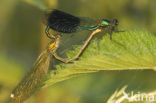 Weidebeekjuffer (Calopteryx splendens)