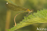 Weidebeekjuffer (Calopteryx splendens)