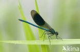 Weidebeekjuffer (Calopteryx splendens)