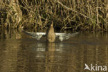 Wilde Eend (Anas platyrhynchos)