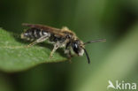 Witkopdwergzandbij (Andrena subopaca)