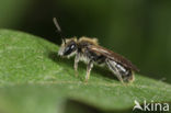 Witkopdwergzandbij (Andrena subopaca)