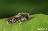 Witkopdwergzandbij (Andrena subopaca)