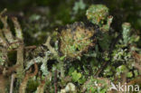 Wrattig bekermos (Cladonia monomorpha)