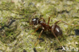 Zwarte wegmier (Lasius niger)