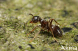 Zwarte wegmier (Lasius niger)