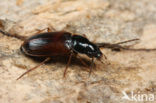 Zwarthalsglanslopers (Stenolophus mixtus)