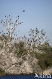 Aalscholver (Phalacrocorax carbo)