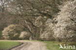 Amerikaans krentenboompje (Amelanchier lamarckii)