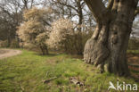 Amerikaans krentenboompje (Amelanchier lamarckii)