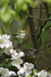 Appelvink (Coccothraustes coccothraustes)