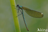 Beekjuffer sp. (Calopteryx sp.)