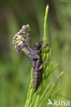 Beekrombout (Gomphus vulgatissimus) 