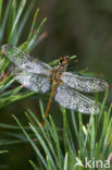 Bloedrode heidelibel (Sympetrum sanguineum)