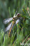 Bloedrode heidelibel (Sympetrum sanguineum)