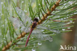 Bloedrode heidelibel (Sympetrum sanguineum)