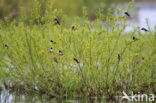 Boerenzwaluw (Hirundo rustica) 