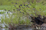 Boerenzwaluw (Hirundo rustica) 