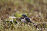 Boerenzwaluw (Hirundo rustica) 