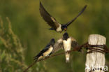 Boerenzwaluw (Hirundo rustica) 