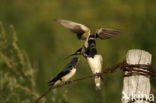 Boerenzwaluw (Hirundo rustica) 