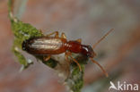 Dromius linearis