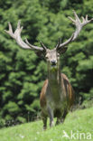 Edelhert (Cervus elaphus)