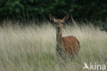 Edelhert (Cervus elaphus)