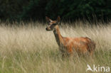 Edelhert (Cervus elaphus)